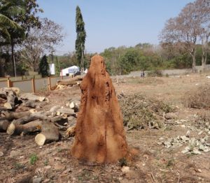 termites